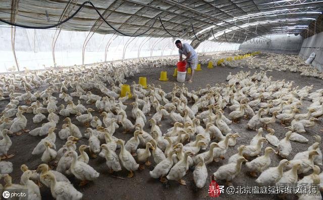 养殖场在禁养区内，被强制拆除以后，能有补偿吗？