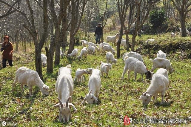 养殖场被禁养关停之后怎么办？这里有8个补偿依据！