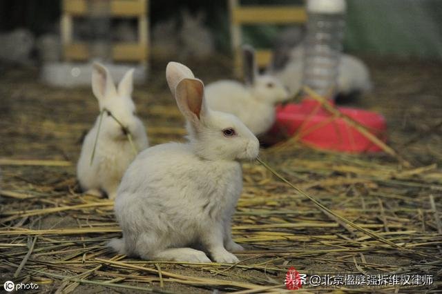养殖场被禁养关停之后怎么办？这里有8个补偿依据！