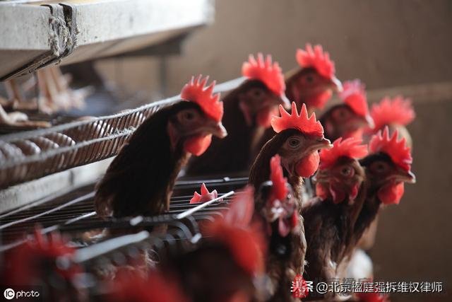 养殖场被禁养关停之后怎么办？这里有8个补偿依据！
