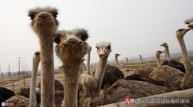 「每天1個徵地拆除常識」養殖場關停怎麼補償合理?