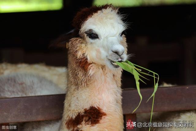 你的養殖場為什麼會被禁養停?得到合理補償了嗎?