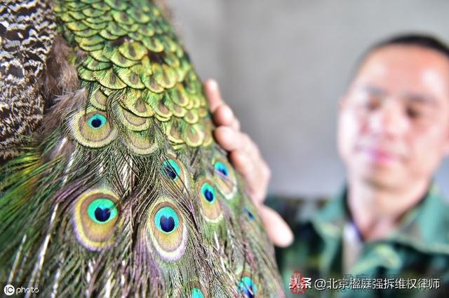 你的養殖場為什麼會被禁養停?得到合理補償了嗎?